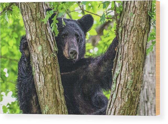 American Black Bear Wood Print featuring the photograph Not All Bears Are Created Equal by Marcy Wielfaert