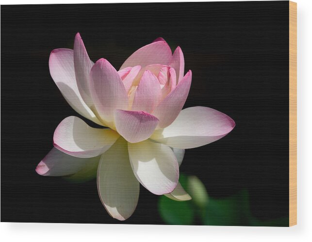 Lotus Wood Print featuring the photograph Not Your Average Waterlily by Linda Bonaccorsi