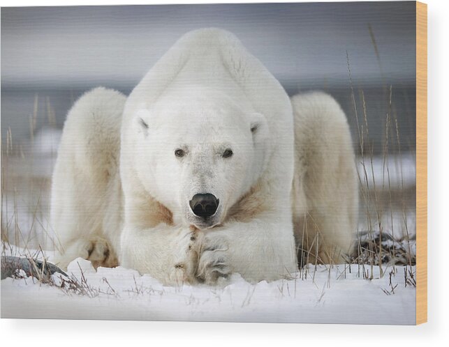 Bear Wood Print featuring the photograph Now That You Wake Me Up Is Better For You To Start Running by Alberto Ghizzi Panizza