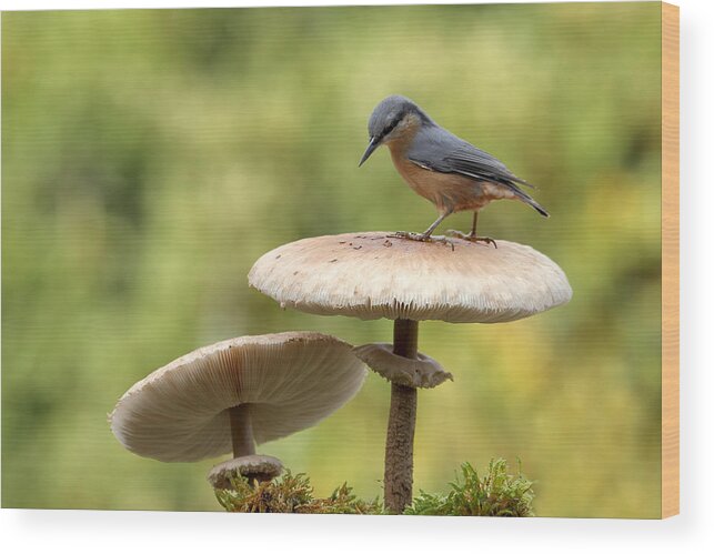 Wildlife Wood Print featuring the photograph Nuthatch In Autumn by Nicols Merino