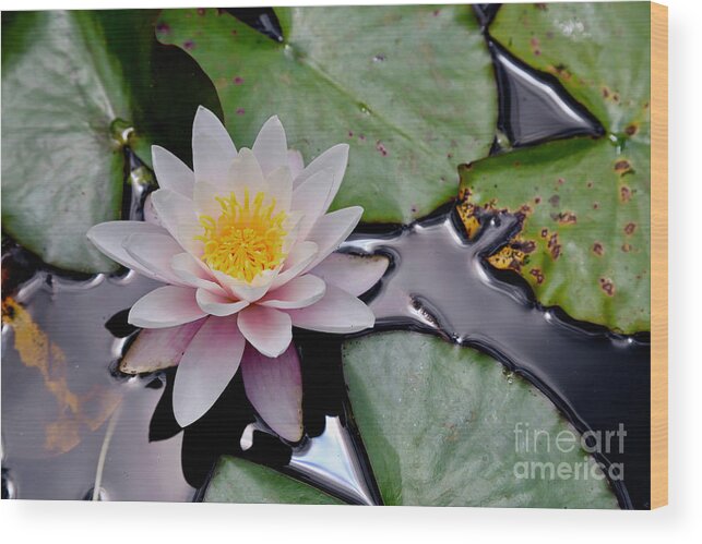 Water Wood Print featuring the photograph Nz Waterlily by American School