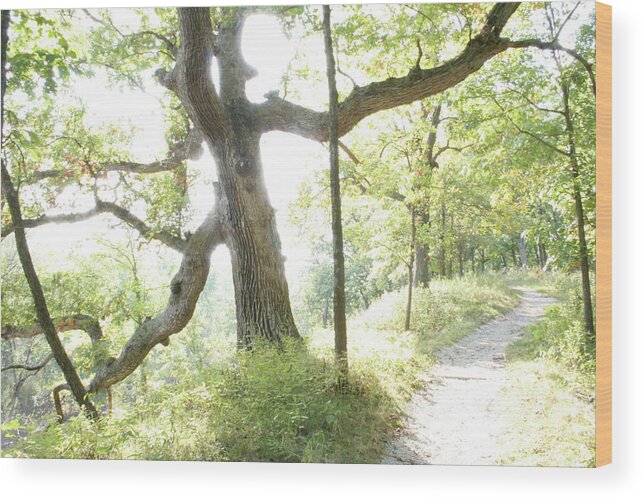 Oak Aura Wood Print featuring the photograph Oak Aura by Dylan Punke