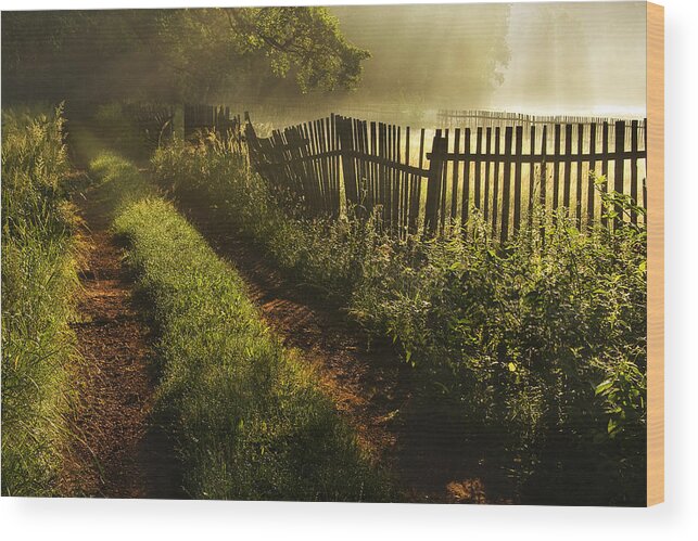 Oak Wood Print featuring the photograph Oak Avenue #2 by Lukasz Kaluza