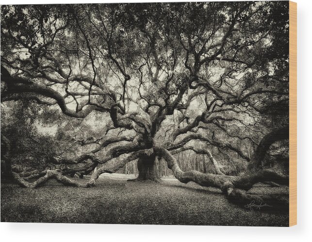 Live Oak Wood Print featuring the photograph Oak of the Angels - Sepia by Renee Sullivan