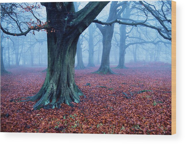 Oak Woodland Wood Print featuring the photograph Oak Trees Woodland, Hertfordshire by Ben Cranke