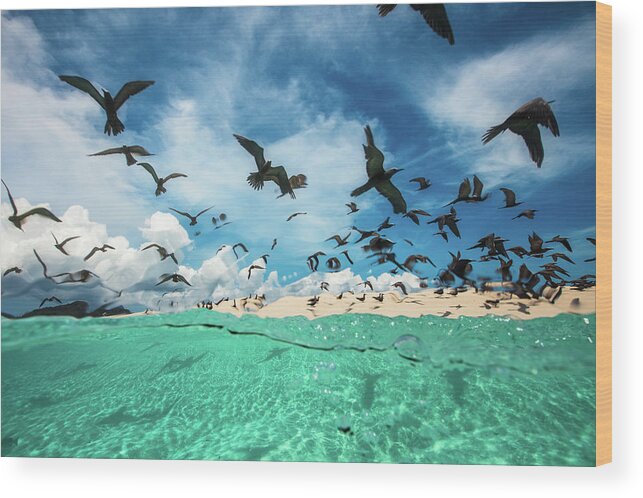 Bird Wood Print featuring the photograph Ocean Bird by Barathieu Gabriel