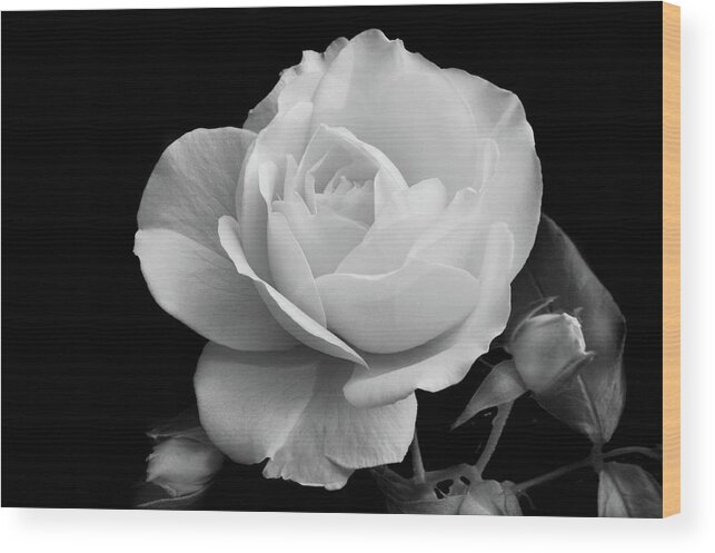 Rose Wood Print featuring the photograph October Rose by Terence Davis