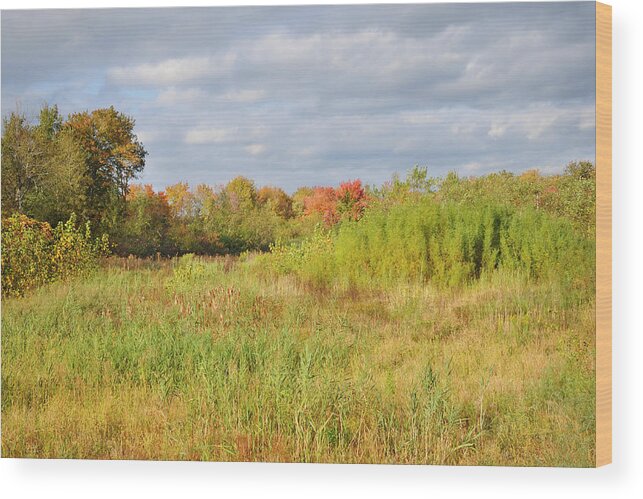 Canton Wood Print featuring the photograph October Wetlands by Luke Moore