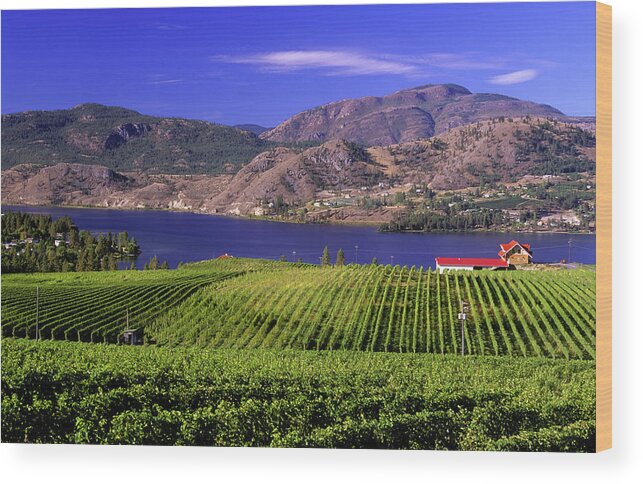 Scenics Wood Print featuring the photograph Okanagan Valley Vineyard by Laughingmango