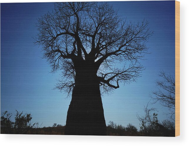 00543246 Wood Print featuring the photograph Okavango Baobab Silhouette by Hiroya Minakuchi