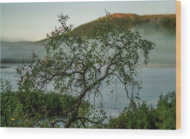 Landscape Wood Print featuring the photograph On the misty river bank by Pekka Sammallahti