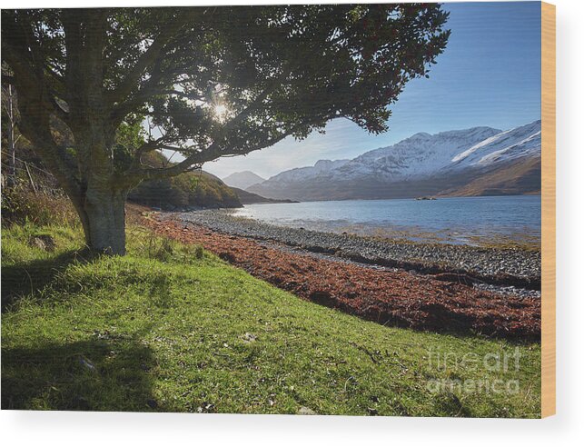 Scotland Wood Print featuring the photograph On the shore of Loch Hourn, Scotland. by David Bleeker