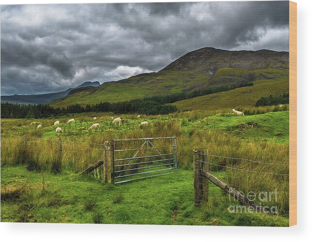 Adventure Wood Print featuring the photograph Open Gate To Pasture With White Sheep In Scenic Landscape On The Isle Of Skye In Scotland by Andreas Berthold