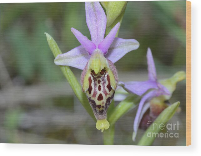 Ophrys Dinarica Wood Print featuring the photograph Ophrys Dinarica by Bruno Petriglia/science Photo Library