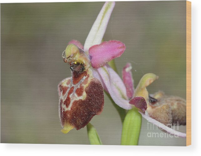 Orchidaceae Wood Print featuring the photograph Ophrys Exaltata Montis-leonis by Bruno Petriglia/science Photo Library