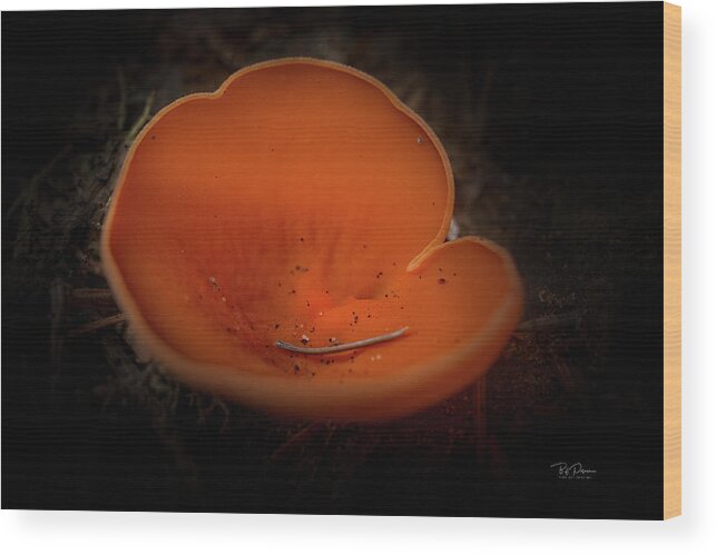 Fall Wood Print featuring the photograph Orange Closeup by Bill Posner