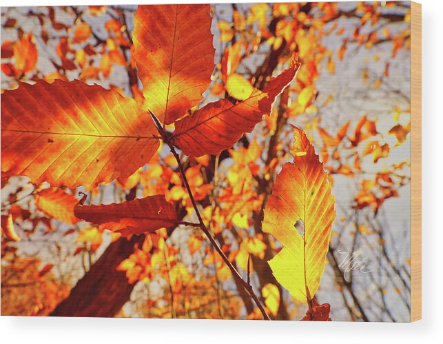Fall Wood Print featuring the photograph Orange Fall Leaves by Meta Gatschenberger