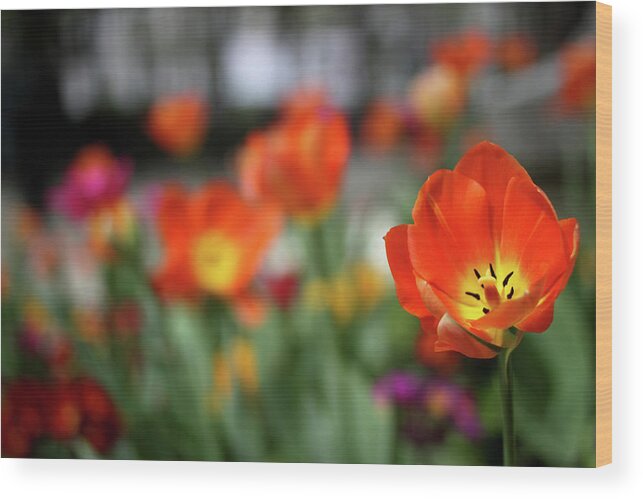 Orange Color Wood Print featuring the photograph Orange Tulip In Paris by Stephanie Graf-vocat - Sgv Photography