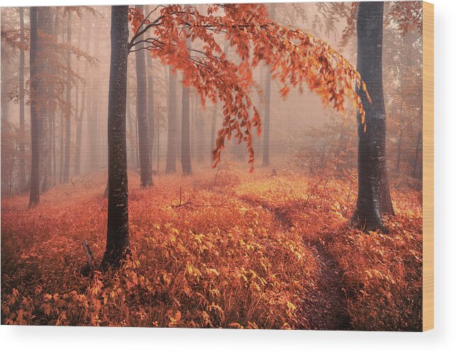 Mountain Wood Print featuring the photograph Orange Wood by Evgeni Dinev