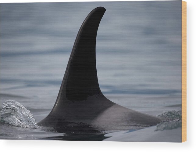Animal Themes Wood Print featuring the photograph Orca Whale Fin, Alaska by Paul Souders