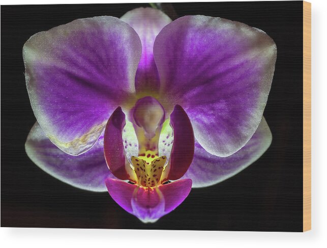 Orchid Flower Phalaenopsis Pink Purple Yellow Symmetry Black Wood Print featuring the photograph Orchid at Night - Phalaenopsis by Peter Herman