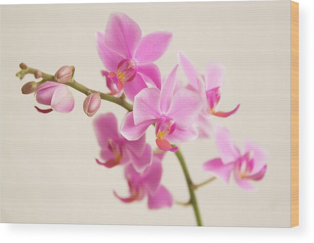 Cut Out Wood Print featuring the photograph Orchid by Ejla