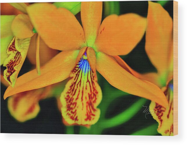 Orchid Wood Print featuring the photograph Orchid Study Sixteen by Meta Gatschenberger
