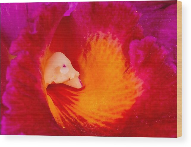 Orchid Wood Print featuring the photograph Orchid Vortex 458 by Wesley Elsberry