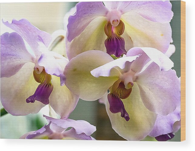 Flowers Wood Print featuring the photograph Orchids by Mark Miller