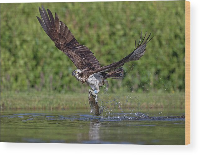 Osprey Wood Print featuring the photograph Osprey Carrying Fish Away by Pete Walkden