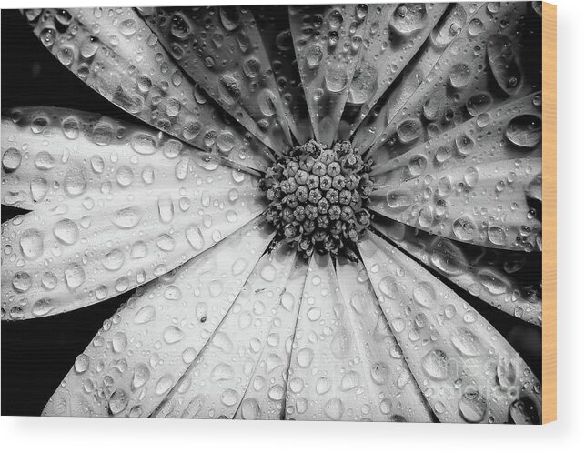 Garden Wood Print featuring the photograph Osteospermum petals black and white with water by Simon Bratt