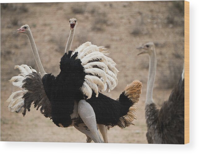 Three Animals Wood Print featuring the photograph Ostrich Fight by Franz Aberham