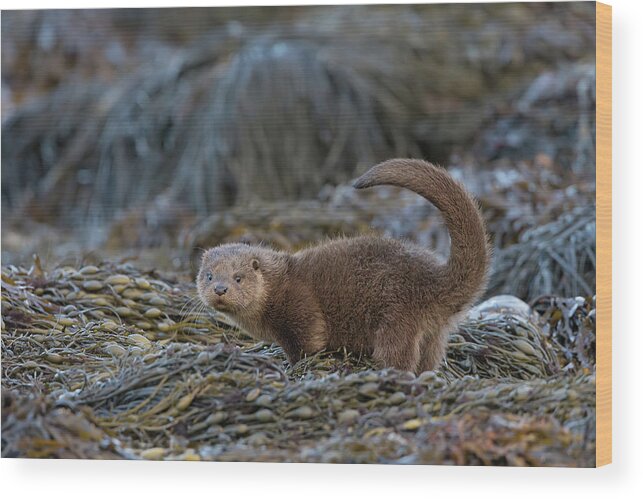 Otter Wood Print featuring the photograph Otter Cub Tail Up by Pete Walkden