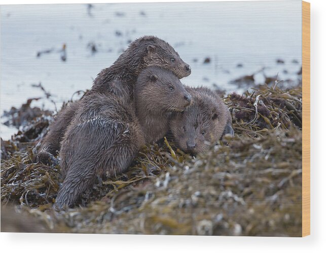 Otter Wood Print featuring the photograph Otter Family Together by Pete Walkden