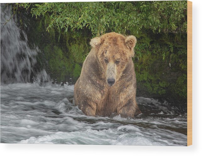 Alaska Wood Print featuring the photograph Ottis is one the oldest bears at Katmai by Alex Mironyuk
