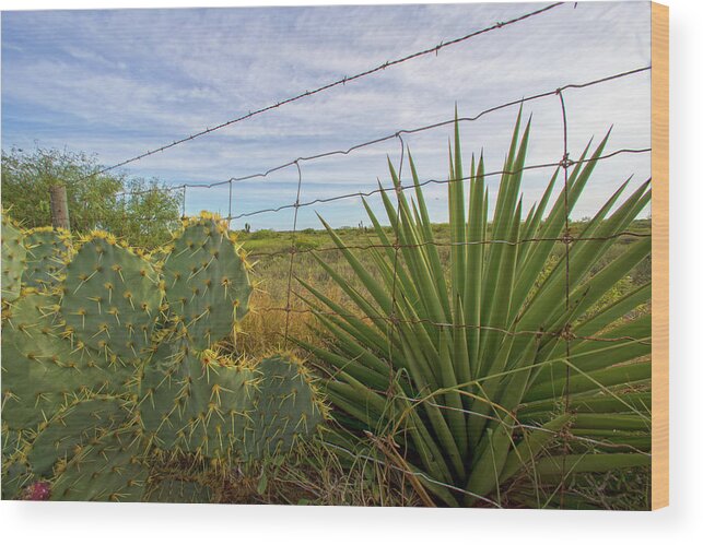 Cactus Wood Print featuring the photograph Outside Brownsville by Robert Och