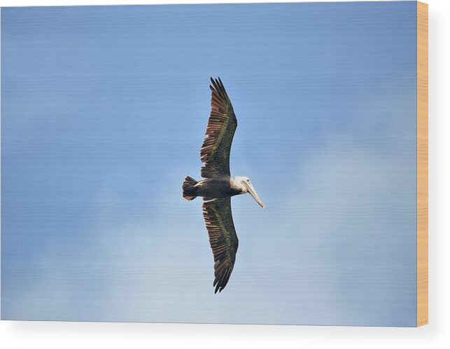 Brown Pelican Wood Print featuring the photograph Overflight by Climate Change VI - Sales