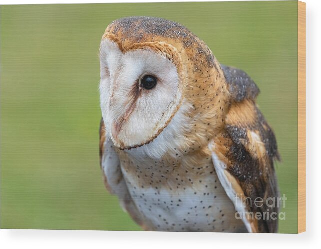 Photography Wood Print featuring the photograph Common Barn Owl Portrait by Alma Danison