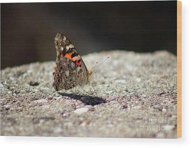 Painted Lady Butterfly Wood Print featuring the photograph Painted Lady Butterfly Dark and Light by Karen Adams