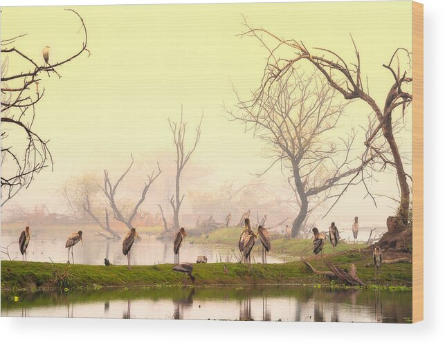 Beautiful Wood Print featuring the photograph Painted Storks At Rest by Nilesh J. Bhange