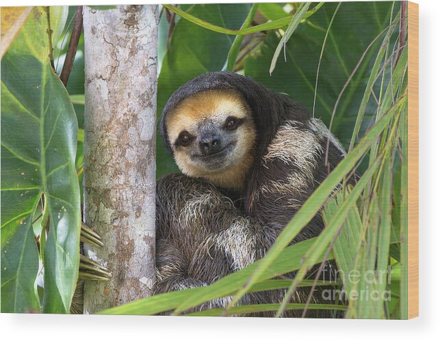 Mp Wood Print featuring the photograph Pale-throated Three-toed Sloth by Suzi Eszterhas