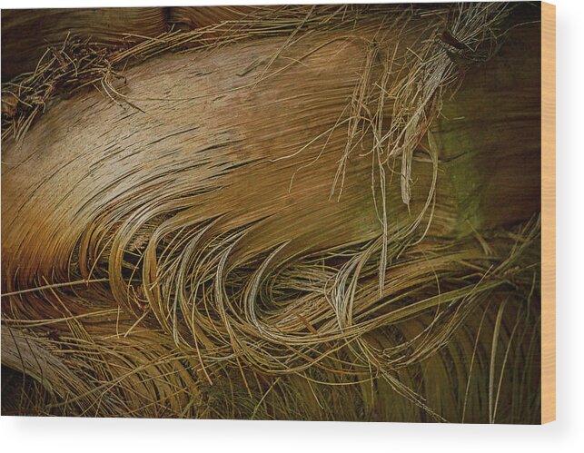 Texturas Wood Print featuring the photograph Palm tree straw by Silvia Marcoschamer