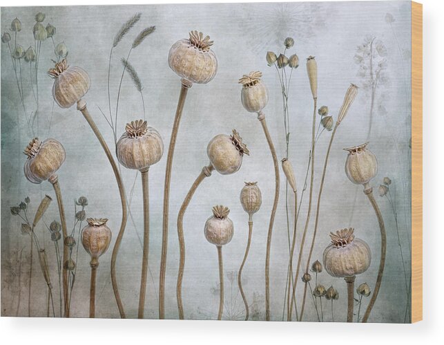 Still Wood Print featuring the photograph Papaver by Mandy Disher