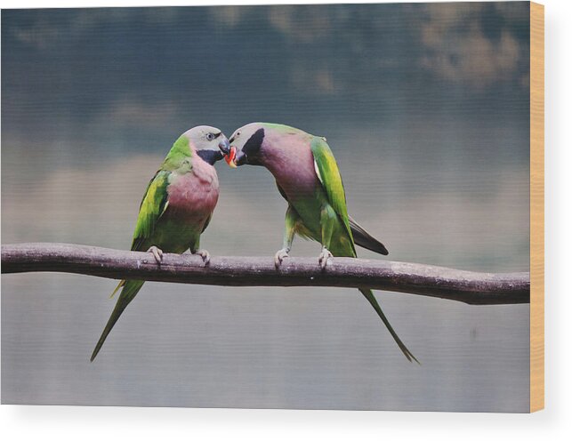 Animal Themes Wood Print featuring the photograph Parrots by Ngkokkeong Photography