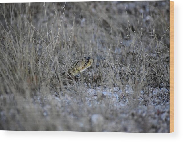 Desert Wood Print featuring the photograph Passing Through by Melisa Elliott