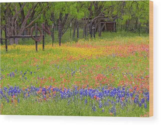 Adam Jones Wood Print featuring the photograph Pattern Of Texas Paintbrush by Adam Jones