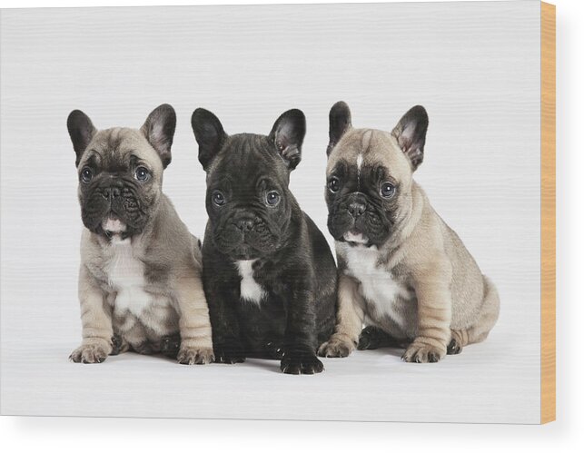 Pets Wood Print featuring the photograph Pedigree French Bulldog Puppies In A by Andrew Bret Wallis