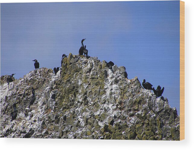 Coast Wood Print featuring the photograph Pelagic cormorant by Steve Estvanik