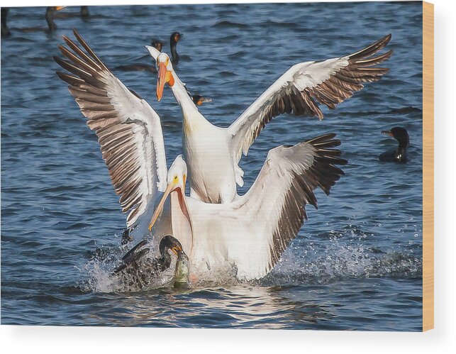 Pelicans Wood Print featuring the photograph Pelicans after Fish by David Wagenblatt