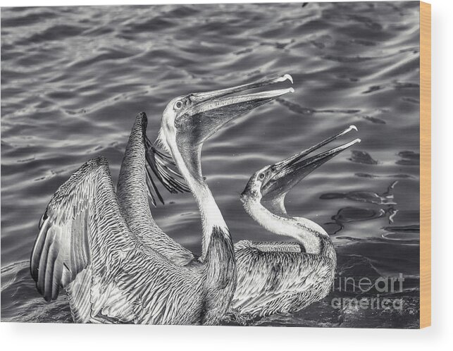 Pelican In Flight Wood Print featuring the photograph Pelicans - Black And White by Stefano Senise